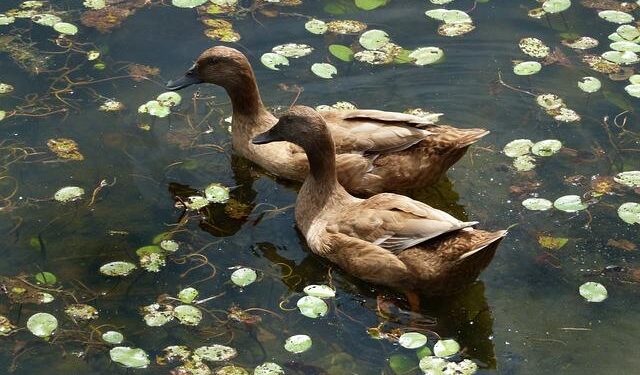 Honoring Ben Nighthorse Campbell: A Pioneering Senator and Champion for Native American Rights