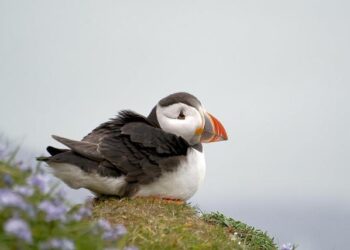 Uncovering the Secrets: How Seabird Guano Shaped Ancient Civilizations in Peru