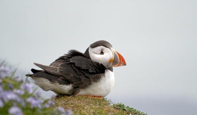 Uncovering the Secrets: How Seabird Guano Shaped Ancient Civilizations in Peru