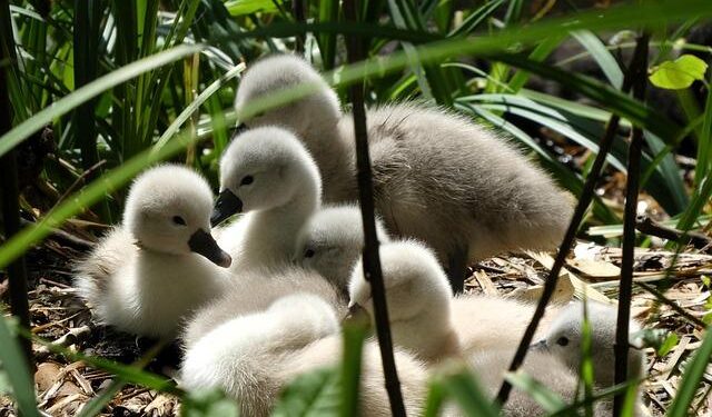 U.S. Government Moves to Strip Citizenship from Former North Miami Mayor Born in Haiti