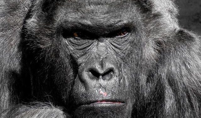 Passion and Deceit: The Rise and Fall of Mexico’s Infamous Cartel Kingpin