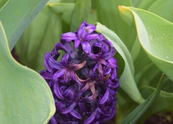 Bentonville: Discover One of America’s Best-Kept Secrets!