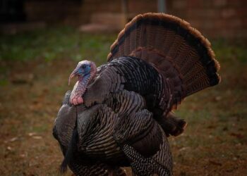 Tom Wilson and Logan Thompson Arrive in Miami, Celebrating Olympic Silver with Team Canada!