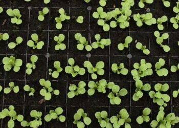 Unlocking the Secrets of Food Security in the U.S.: Key Stats and Insights You Need to Know