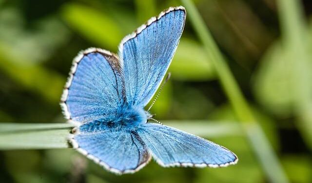 Unveiling the Colorful Biodiversity of Guadeloupe and Martinique’s Banana Plantations Through Street Art