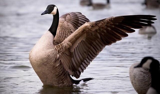 Iranian-Canadians Embrace Joyous Celebration Amidst Tensions