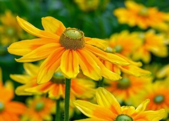 Blooming Success: How Colombia is Shaping America’s Floral Industry