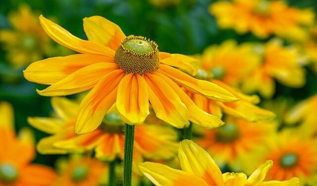 Blooming Success: How Colombia is Shaping America’s Floral Industry