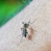 Confronting the Dengue Crisis: Key Insights from the Americas in Epidemiological Week 45, 2025