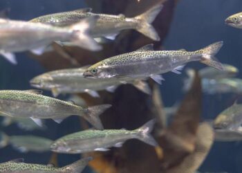 Alaska Weighs the Future: Could Salmon Farming Become a Reality?