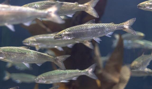 Alaska Weighs the Future: Could Salmon Farming Become a Reality?