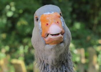 Trump Takes a Bold Stand Against Cybercrime and Fraud Threatening Americans