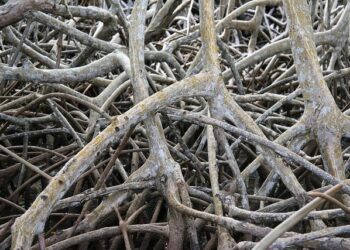 Discover the Rich Cultural Mosaic of Martinique: Where African, French, and Indian Heritage Intertwine