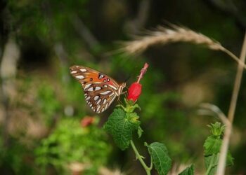Unlocking New Horizons: Visa-Free Travel for 157 Countries Ignites Tourism Boom in Argentina and St. Vincent and the Grenadines!