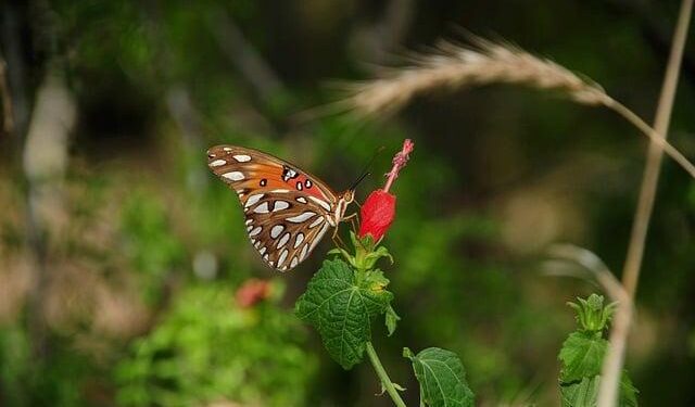 Unlocking New Horizons: Visa-Free Travel for 157 Countries Ignites Tourism Boom in Argentina and St. Vincent and the Grenadines!