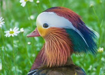 Entel and America Movil Choose Independence, Ditch Joint Bid for Telefonica Chile!