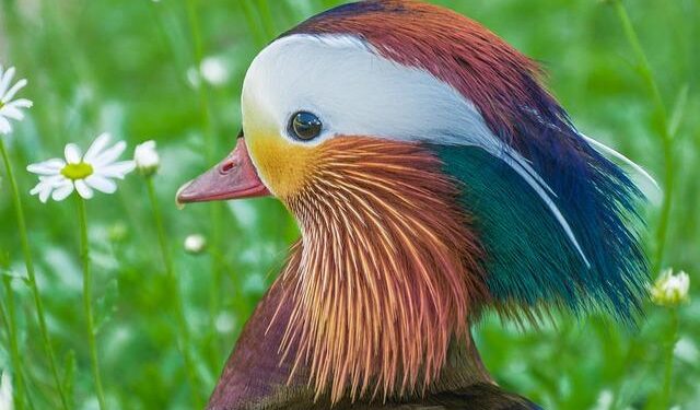 Entel and America Movil Choose Independence, Ditch Joint Bid for Telefonica Chile!