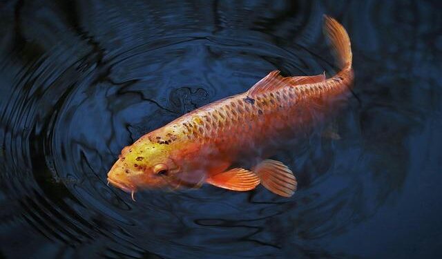 Discover Why Arkansas is Embracing Invasive Carp as a Tasty Culinary Trend!