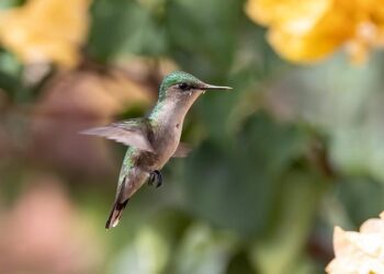 Agilent Launches Innovative CDMO Solution to Revolutionize Advanced Therapeutics in North America