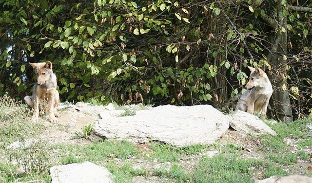 Trump Administration Declares Colorado Wolves Must Come from U.S. Rockies, Leaving Canada Out!