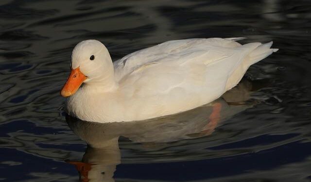 Boosting Grenada’s Soursop Exports: A Promising Future in the U.S. Market!