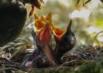 Can U.S. Sanctions Ignite Change in Cuba’s Battle Against Hunger?