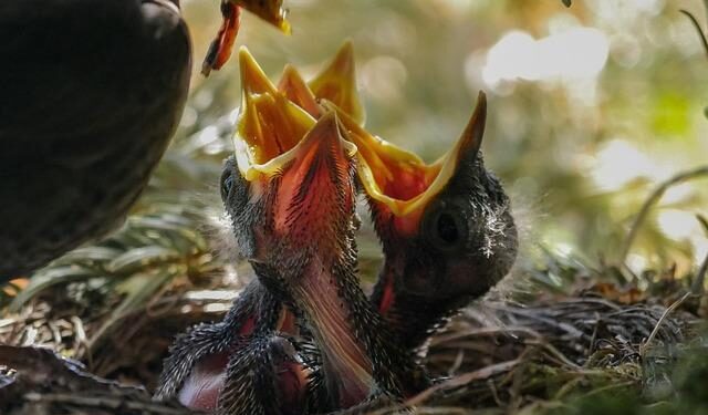 Can U.S. Sanctions Ignite Change in Cuba’s Battle Against Hunger?