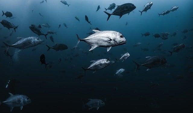 Exciting News: FGCU’s Dave Rollins Takes the Helm as Head Coach for Team USA at the 2026 FISU America Games!