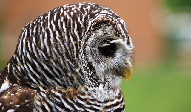 Unleash Your Adventurous Spirit: Explore Paraguay’s Untamed Wilderness Through Yankiguayo’s Eyes