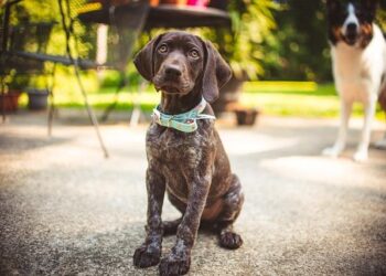 GSP North America Shines Bright with 2026 AutoZone Mexico Award!