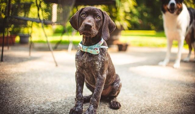 GSP North America Shines Bright with 2026 AutoZone Mexico Award!