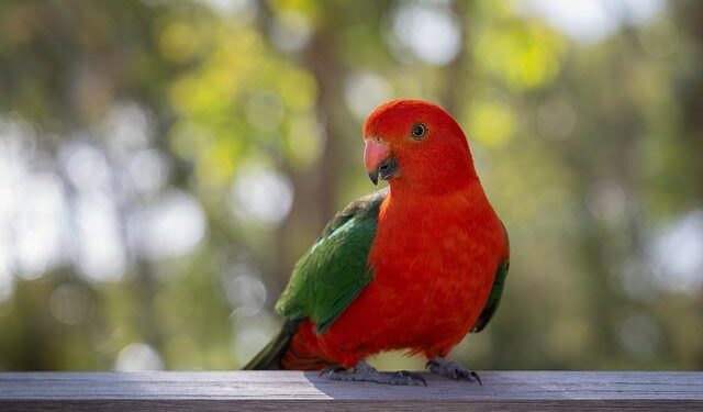 Arkansas Rising Stars: Dever Boaz and King Shine as Top Players for the 2026 Season!