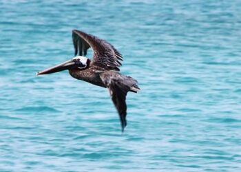 Caribbean Nations Sound the Alarm: Concerns Grow Over Possible Direct Rule from the British Virgin Islands