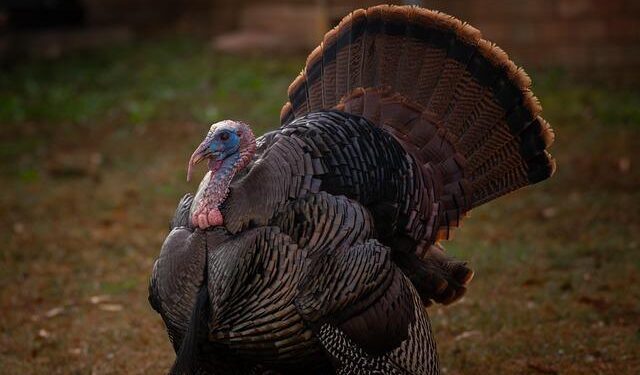 Tomi Lahren Sparks Controversy with ‘Not American’ Comment About Bad Bunny