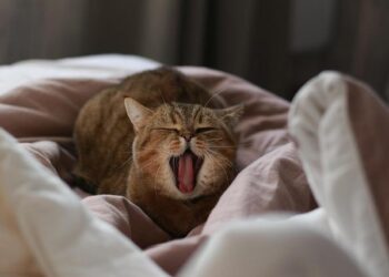 Uncover the Vibrant Tourism Boom in Martinique: Embrace New Travel Opportunities and Connections!