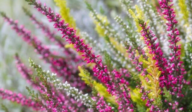 Erika Kirk Sparks a Movement: Inspiring Students to Embrace Joy in the Wake of Controversy