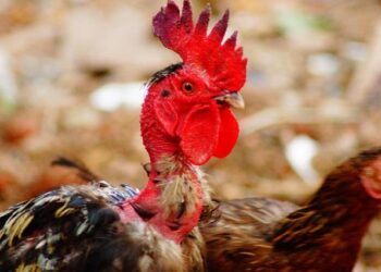 Shaquille O’Neal’s Big Chicken Takes Honduras by Storm!