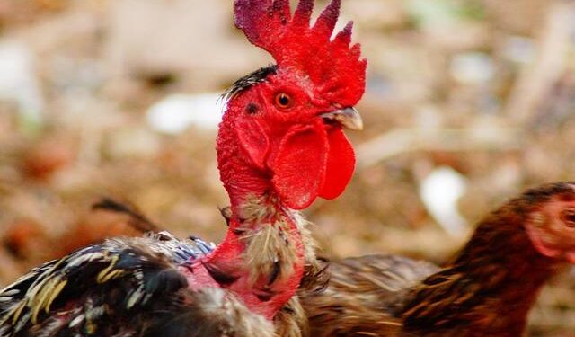 Shaquille O’Neal’s Big Chicken Takes Honduras by Storm!