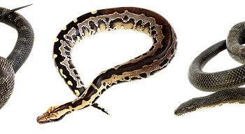 US Airstrike Sends Ripples of Concern Through Saint Lucia’s Fishing Community