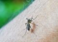 Uncovering the Most At-Risk Regions for Dengue Fever Outbreaks
