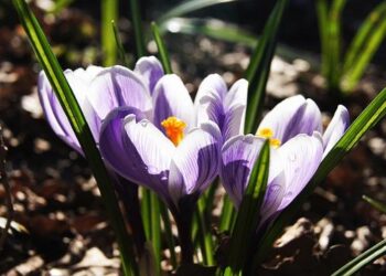 Embarking on a Spiritual Odyssey: Discovering Satsang Vicharan in South Central America and Guyana