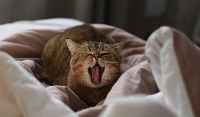 Catch Every Exciting Moment: Your Ultimate Guide to Watching El Salvador U20 vs French Guiana U20 in the USA!