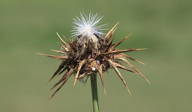 From Ambition to Scandal: The Fall of a DEA Supervisor in the Dominican Republic