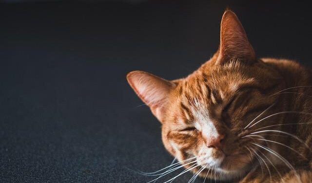 Reviving Venezuela: The Transformative Power of a Democratic Government on Oil Production