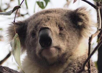 Raymond Habibe Steps into Leadership Role as New Hotel Manager at Aruba Marriott Resort & Stellaris Casino!