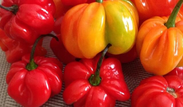 From Islands to Opportunity: The Inspiring Journey of West Indian Immigrants in America