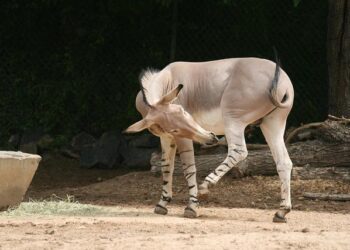 Exploring the Ripple Effects of Trump’s Agenda on Somali and Haitian Communities: A Struggle for Diversity in America