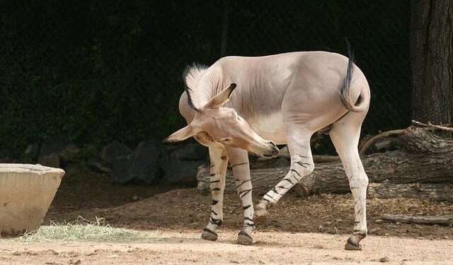 Exploring the Ripple Effects of Trump’s Agenda on Somali and Haitian Communities: A Struggle for Diversity in America