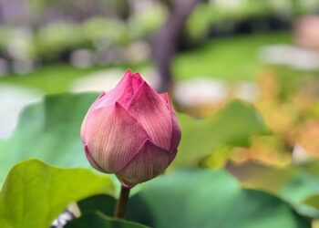 Flau’jae Johnson: A Rising Star on the Renowned Wooden All-America Team!