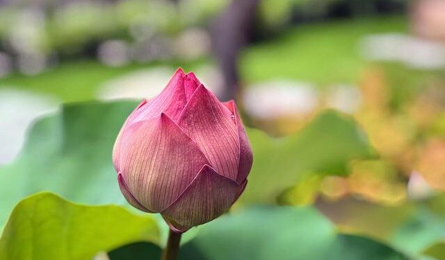 Flau’jae Johnson: A Rising Star on the Renowned Wooden All-America Team!